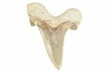 Serrated Sokolovi (Auriculatus) Shark Tooth - Dakhla, Morocco #249410-1